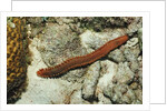 Bearded Fireworm, Hermodice carunculata, Netherlands Antilles, Bonaire, Caribbean Sea by Anonymous