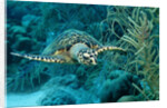 Hawksbill sea turtle, Eretmochelys imbricata, Martinique, French West Indies, Caribbean Sea by Anonymous