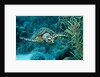 Hawksbill sea turtle, Eretmochelys imbricata, Martinique, French West Indies, Caribbean Sea by Anonymous