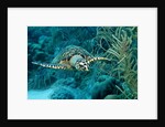 Hawksbill sea turtle, Eretmochelys imbricata, Martinique, French West Indies, Caribbean Sea by Anonymous
