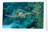 Hawksbill sea turtle, Eretmochelys imbricata, Martinique, French West Indies, Caribbean Sea by Anonymous
