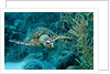 Hawksbill sea turtle, Eretmochelys imbricata, Martinique, French West Indies, Caribbean Sea by Anonymous