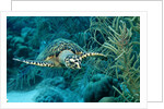 Hawksbill sea turtle, Eretmochelys imbricata, Martinique, French West Indies, Caribbean Sea by Anonymous