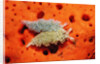 Two Lettuce sea slugs, Tridachia crispata, Saint Lucia, French West Indies, Caribbean Sea by Anonymous