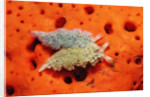 Two Lettuce sea slugs, Tridachia crispata, Saint Lucia, French West Indies, Caribbean Sea by Anonymous