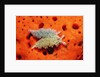 Two Lettuce sea slugs, Tridachia crispata, Saint Lucia, French West Indies, Caribbean Sea by Anonymous
