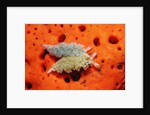 Two Lettuce sea slugs, Tridachia crispata, Saint Lucia, French West Indies, Caribbean Sea by Anonymous