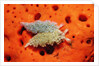 Two Lettuce sea slugs, Tridachia crispata, Saint Lucia, French West Indies, Caribbean Sea by Anonymous