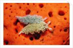 Two Lettuce sea slugs, Tridachia crispata, Saint Lucia, French West Indies, Caribbean Sea by Anonymous