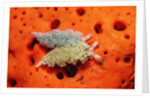 Two Lettuce sea slugs, Tridachia crispata, Saint Lucia, French West Indies, Caribbean Sea by Anonymous