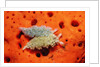 Two Lettuce sea slugs, Tridachia crispata, Saint Lucia, French West Indies, Caribbean Sea by Anonymous