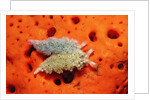 Two Lettuce sea slugs, Tridachia crispata, Saint Lucia, French West Indies, Caribbean Sea by Anonymous