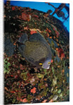 French Angelfish on the Hilma Hooker Ship Wreck by Anonymous