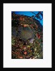 French Angelfish on the Hilma Hooker Ship Wreck by Anonymous