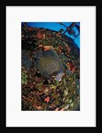 French Angelfish on the Hilma Hooker Ship Wreck by Anonymous