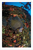 French Angelfish on the Hilma Hooker Ship Wreck by Anonymous