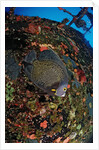French Angelfish on the Hilma Hooker Ship Wreck by Anonymous