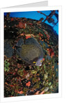 French Angelfish on the Hilma Hooker Ship Wreck by Anonymous