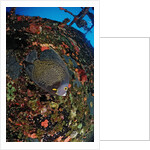 French Angelfish on the Hilma Hooker Ship Wreck by Anonymous