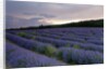 Lavender field at sunset by Anonymous