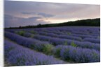 Lavender field at sunset by Anonymous