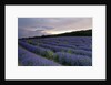 Lavender field at sunset by Anonymous