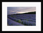 Lavender field at sunset by Anonymous