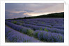 Lavender field at sunset by Anonymous