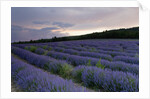 Lavender field at sunset by Anonymous