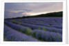 Lavender field at sunset by Anonymous