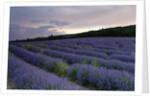 Lavender field at sunset by Anonymous