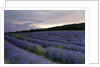 Lavender field at sunset by Anonymous