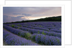 Lavender field at sunset by Anonymous