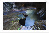 The Subway slot canyon by Anonymous