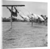Clothes dry on a wooden line, ca. 1930. by Anonymous