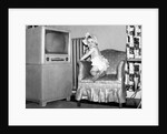 Baby girl wants to watch television, ca. 1954 by Anonymous