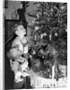 Two brothers look at a Christmas tree in their living room in Germany, ca. 1949 by Anonymous