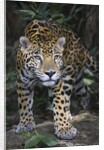 Jaguar in forest in Belize by Anonymous