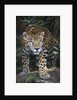 Jaguar in forest in Belize by Anonymous