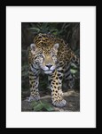 Jaguar in forest in Belize by Anonymous