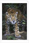 Jaguar in forest in Belize by Anonymous