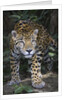 Jaguar in forest in Belize by Anonymous