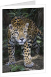 Jaguar in forest in Belize by Anonymous