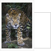 Jaguar in forest in Belize by Anonymous