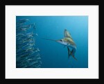 Sailfish feeding on Brazilian sardines by Anonymous