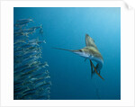 Sailfish feeding on Brazilian sardines by Anonymous