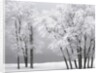 Foggy winter day at Bear Lake by Anonymous