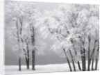 Foggy winter day at Bear Lake by Anonymous