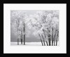 Foggy winter day at Bear Lake by Anonymous