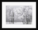 Foggy winter day at Bear Lake by Anonymous